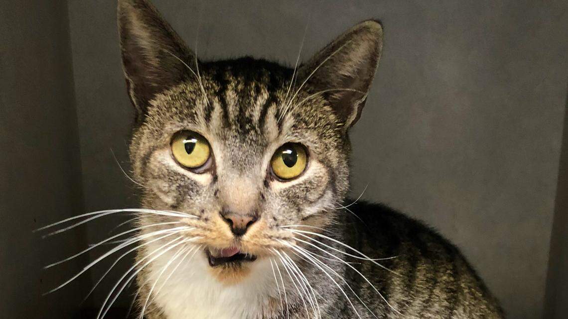 Freddy the cat is on the road to recovery — and he needs your help