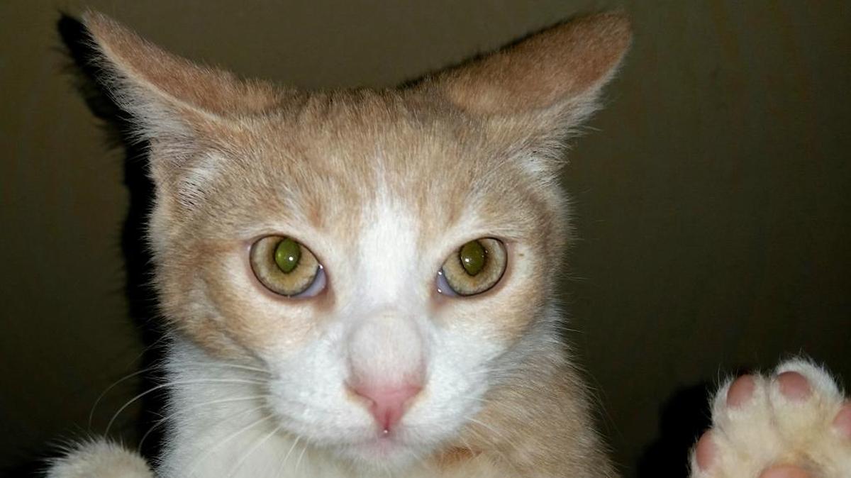 Larry is a 4-month-old buff and white kitten.