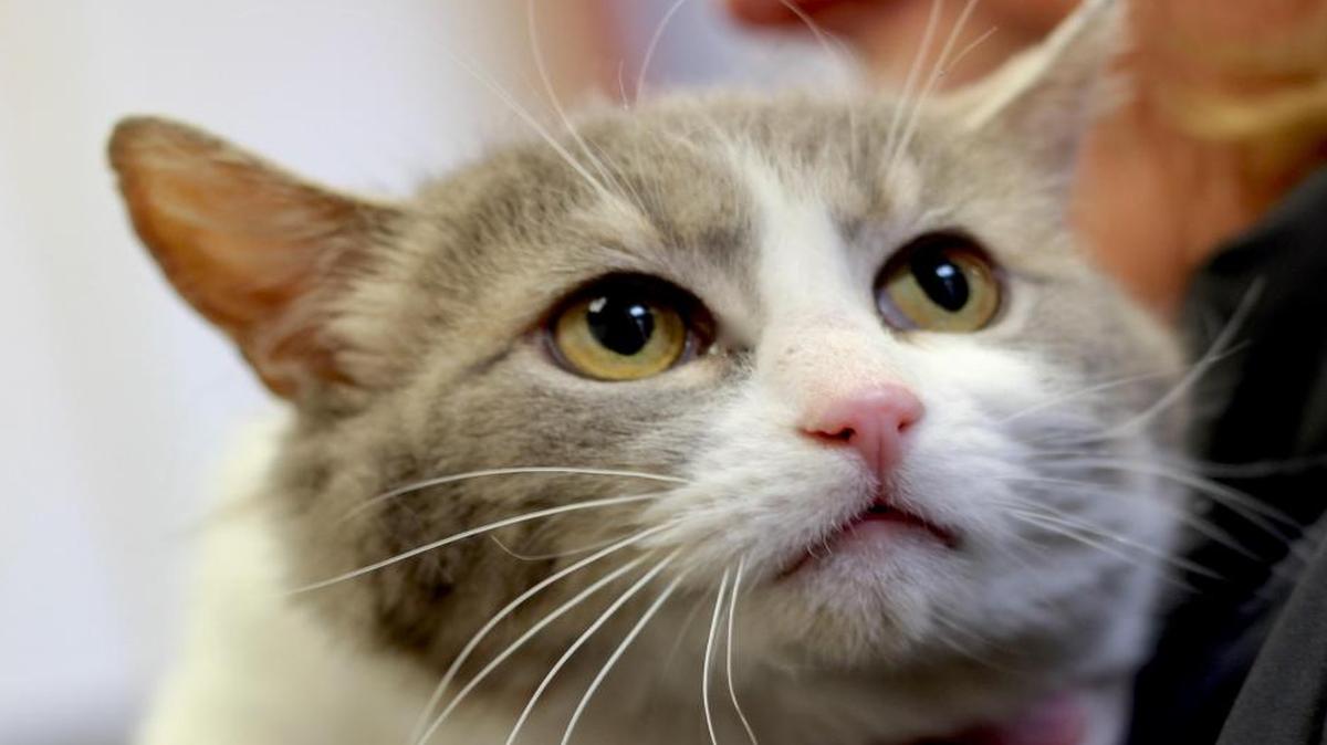 Eileen, who lost one of her back legs in a run-in with a car, is one of the cats available for adoption at the San Luis Obispo County Animal Services shelter.
