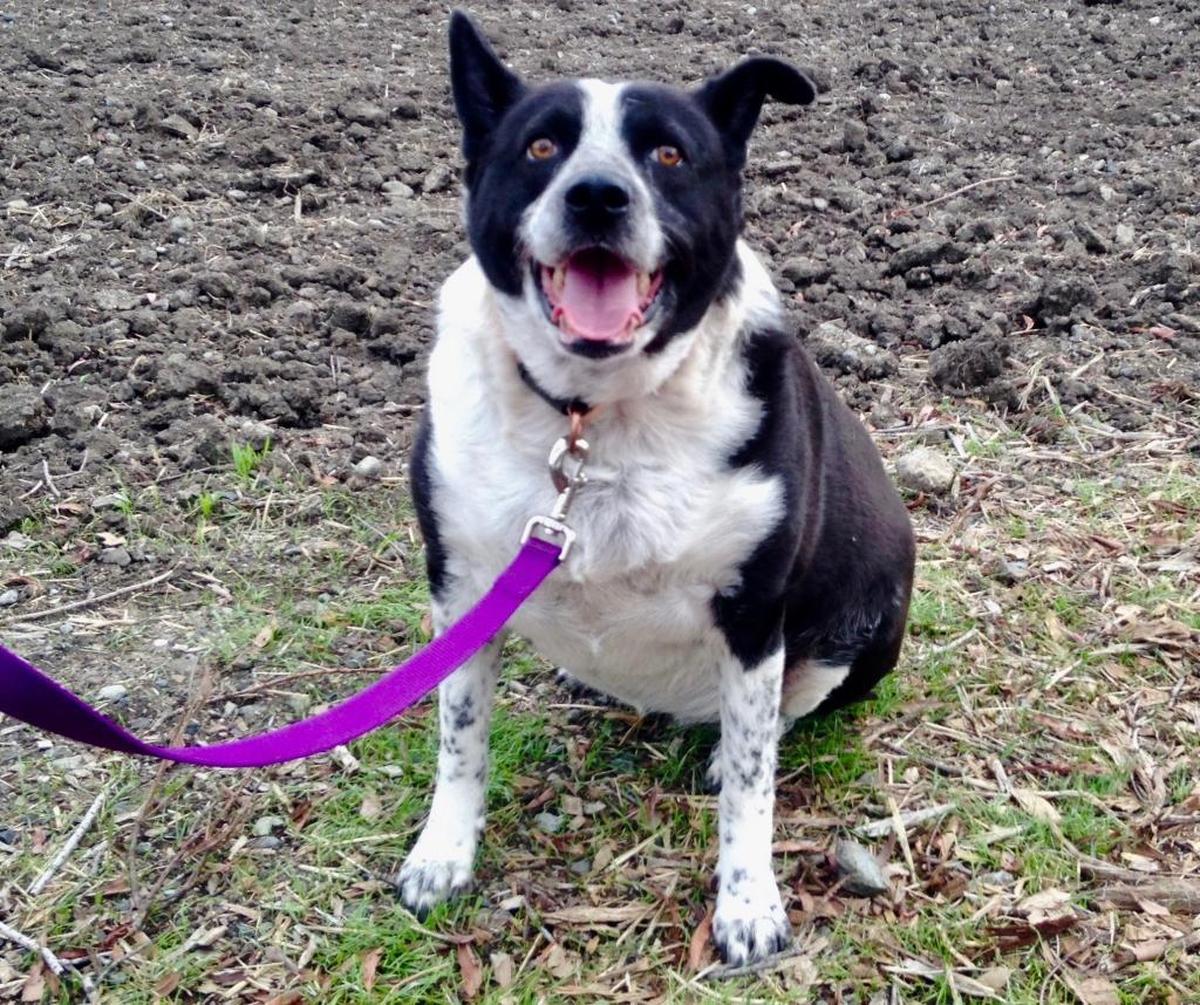 Pepper is a gentle 5-year-old Queeensland heeler mix.