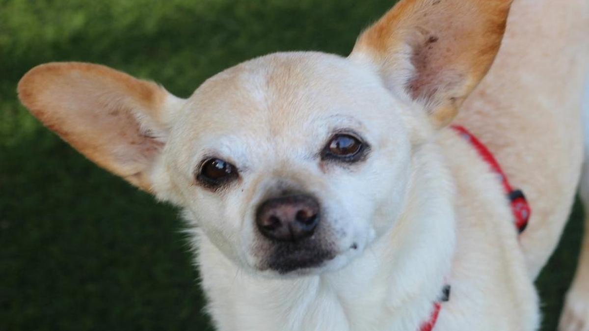 Samantha, a gentle 5-year-old Chihuahua, is looking for a new human.