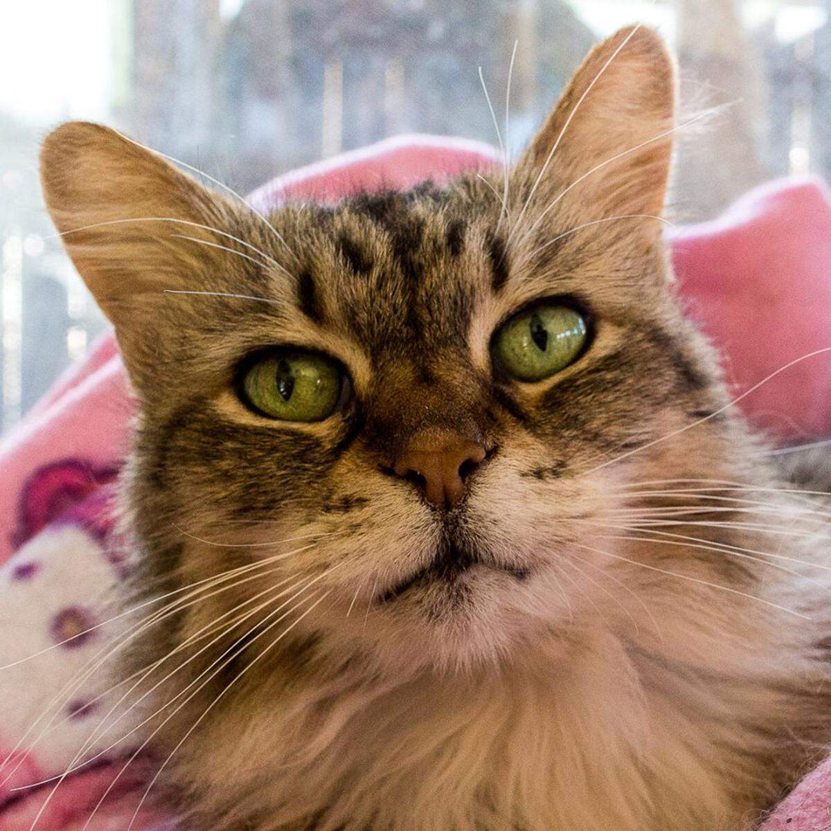 Wispy, an adult female tabby cat, is available for adoption at the Homeless Animal Rescue Team shelter in Cambria. 