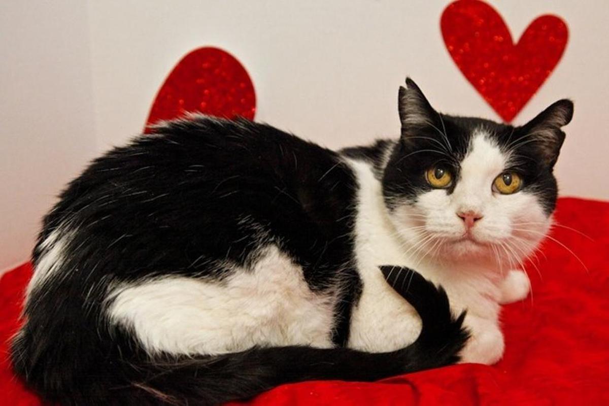 The Homeless Animal Rescue Team in Cambria will be running a Valentine’s adoption promotion for the month of February. Cats and kittens like Simon (pictured) will be available for a fee of $14.