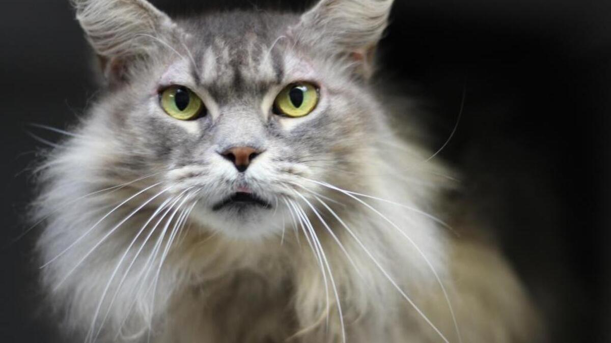 Joanie, a sweet gray and white five-year-old cat, waits to be adopted at the San Luis Obispo County Animal Services shelter.
