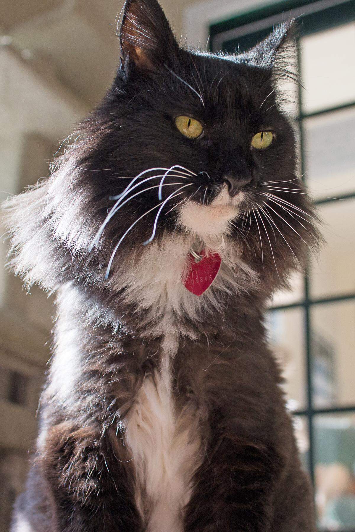 Macho, an adult cat, is available for adoption at the Homeless Animal Rescue Team (HART) shelter in Cambria.