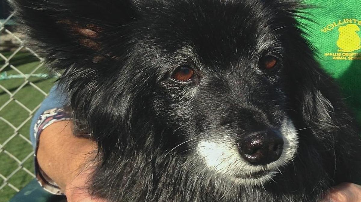 Molly, a gentle 12-year-old Pomeranian mix, is waiting at the San Luis Obispo County Animal Services shelter for a home.