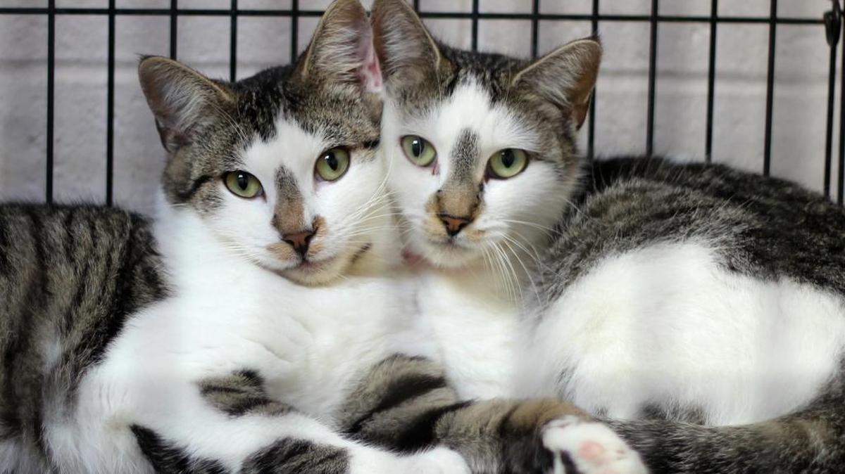 Sparkle and Patches are 9-month-old cats. The brother and sister pair delight in engaging with people.