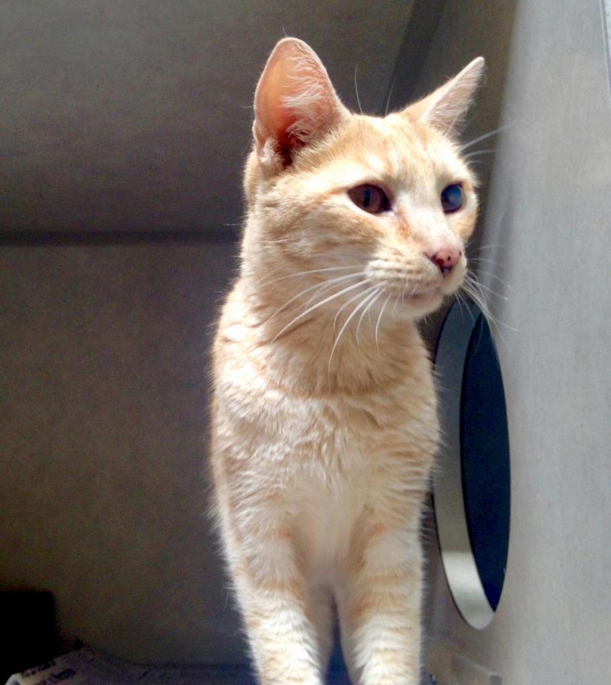 Sherbet is a friendly 7-year-old pale orange tabby with different colored eyes, a charming nature and unique beauty that’s all her own. She is available for adoption through San Luis Obispo County Animal Services.