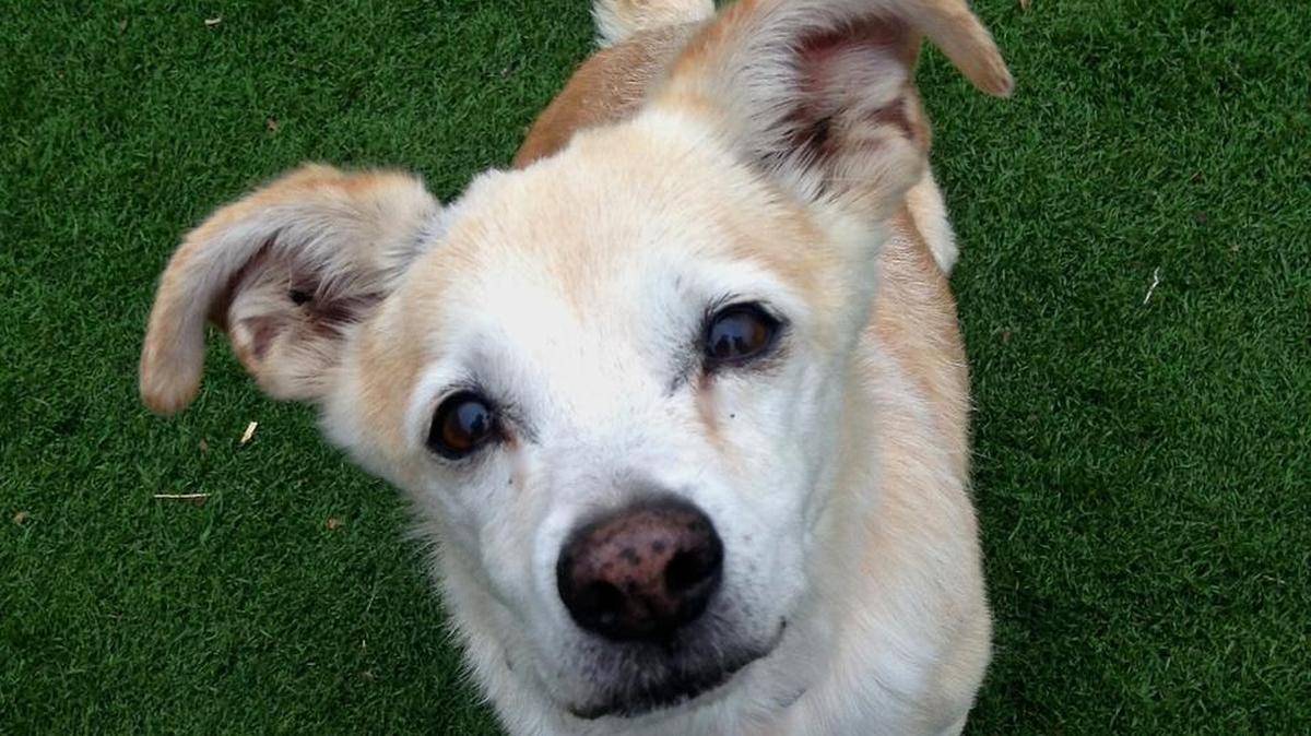 Gucci is one of many shelter pets that would love to be home for the holidays. Gucci’s great with other dogs, young at heart and a people-pleaser.