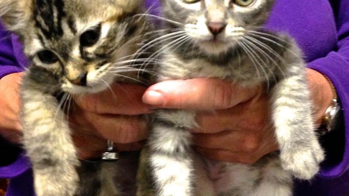 Angie, left, a little brown tabby and Tony, a gray tabby, will be old enough for adoption in a few weeks at the San Luis Obispo County Animal Services shelter.