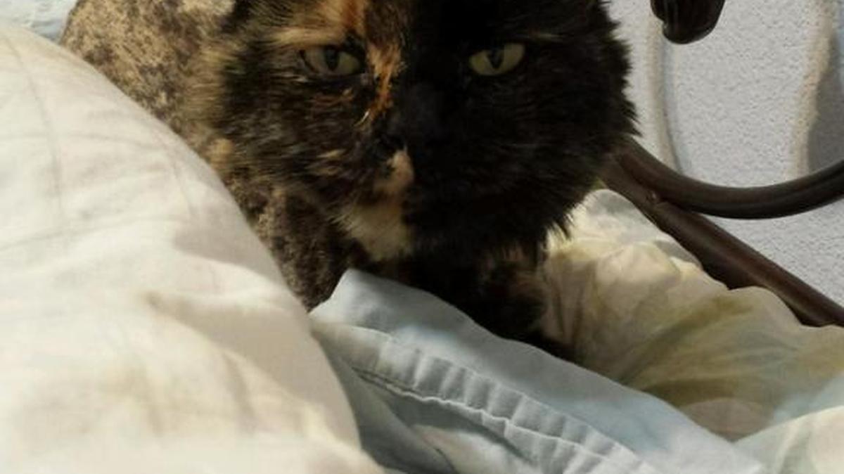 Truckee, a Ragdoll Persian cat, was recently reunited with her family after being gone for about two years.