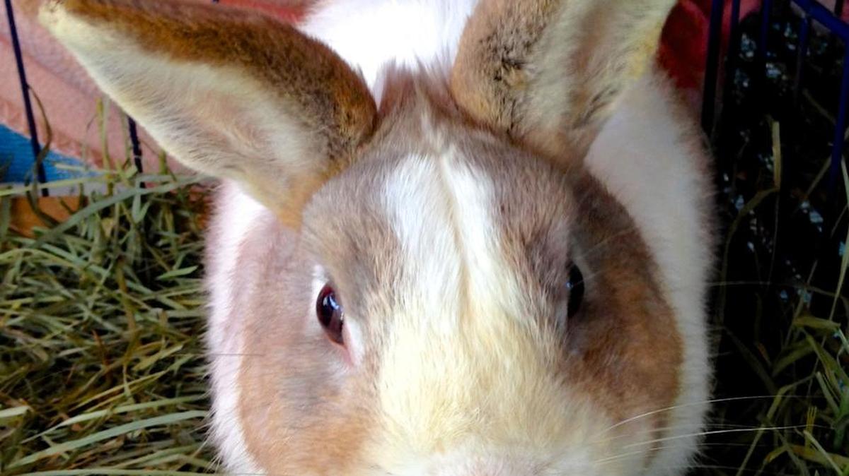 Calvin is one of many bunnies waiting for a home at the San Luis Obispo County Animal Services shelter.