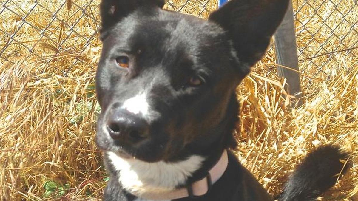 Lefty, a two-year-old border collie mix, waits at the SLO County Animal Services shelter.