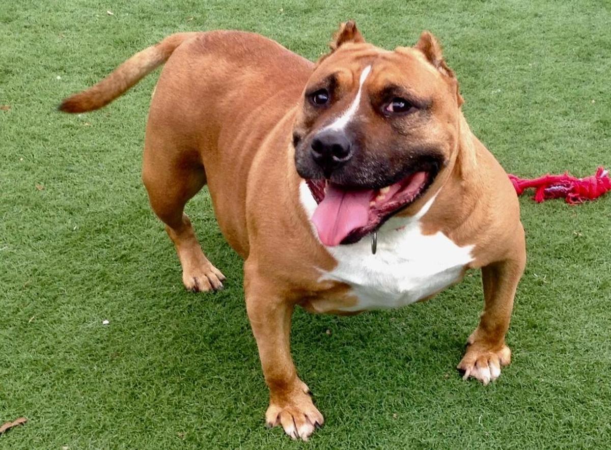 Holly is an adult Staffordshire terrier who enjoys chew toys, waddling around the yard and being with people.