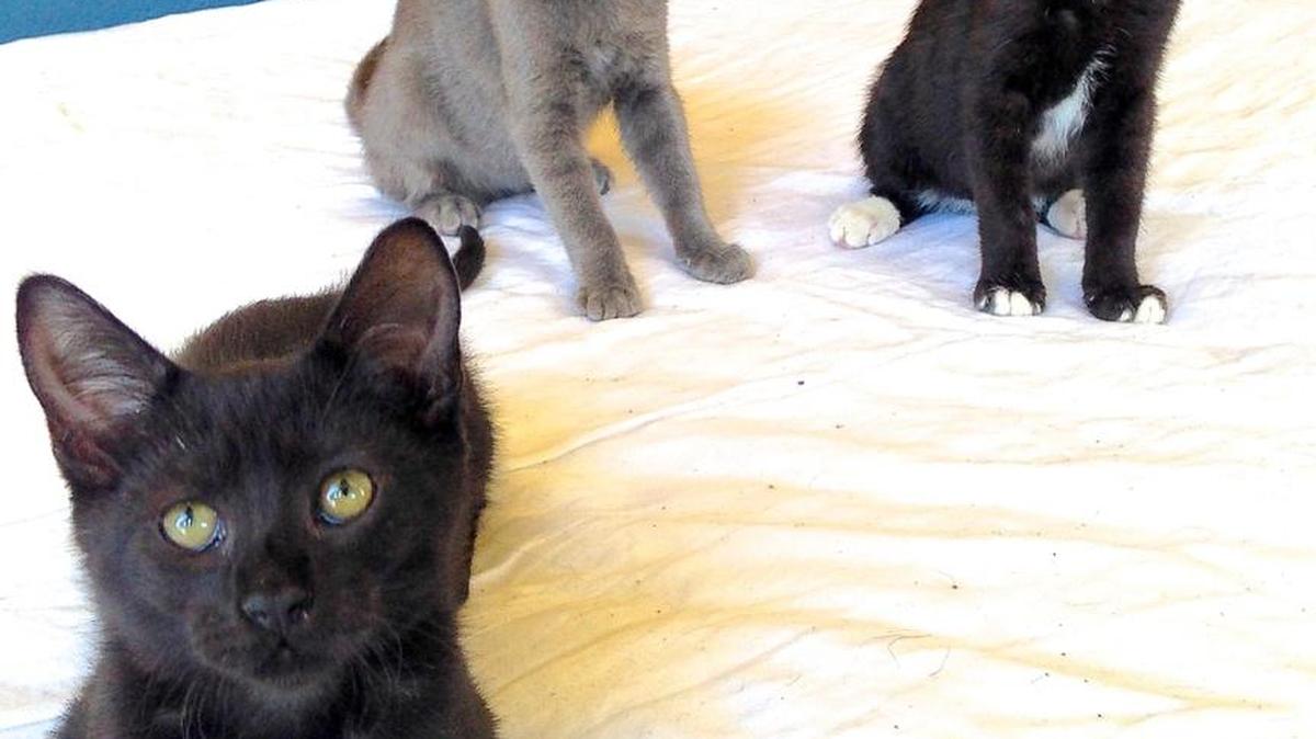 Twelve-week-old kittens Rex, Beau and Rhett are looking for a forever home.