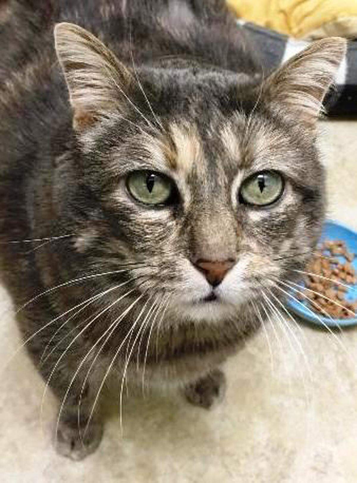 Leah the cat is available for adoption at the Homeless Animal Rescue Team shelter in Cambria. 