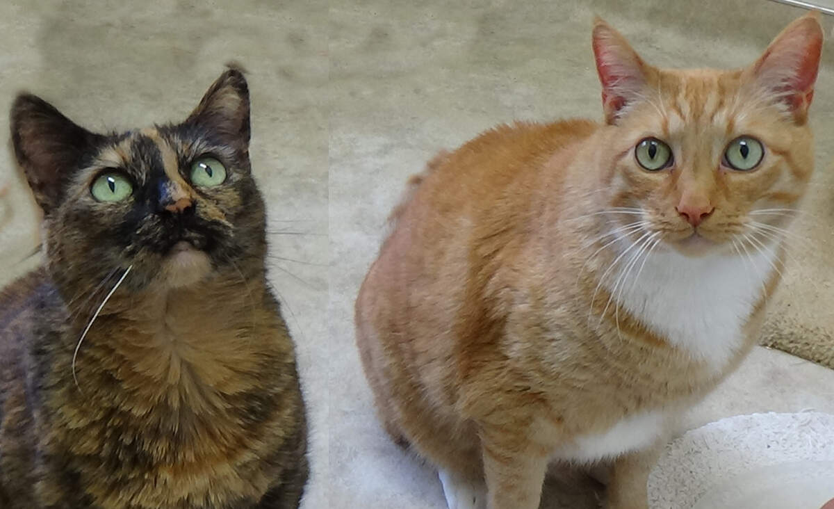 Mika, an adult tortoiseshell cat, and her marmalade son, Junior, are available for adoption for the Homeless Animal Rescue Team shelter in Cambria.