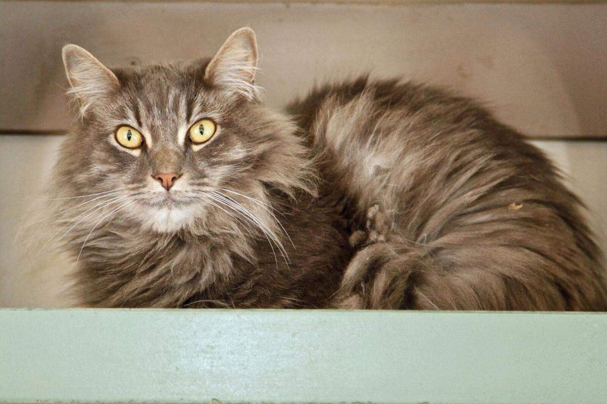 George the tabby cat is available for adoption at the Homeless Animal Rescue Team shelter in Cambria.