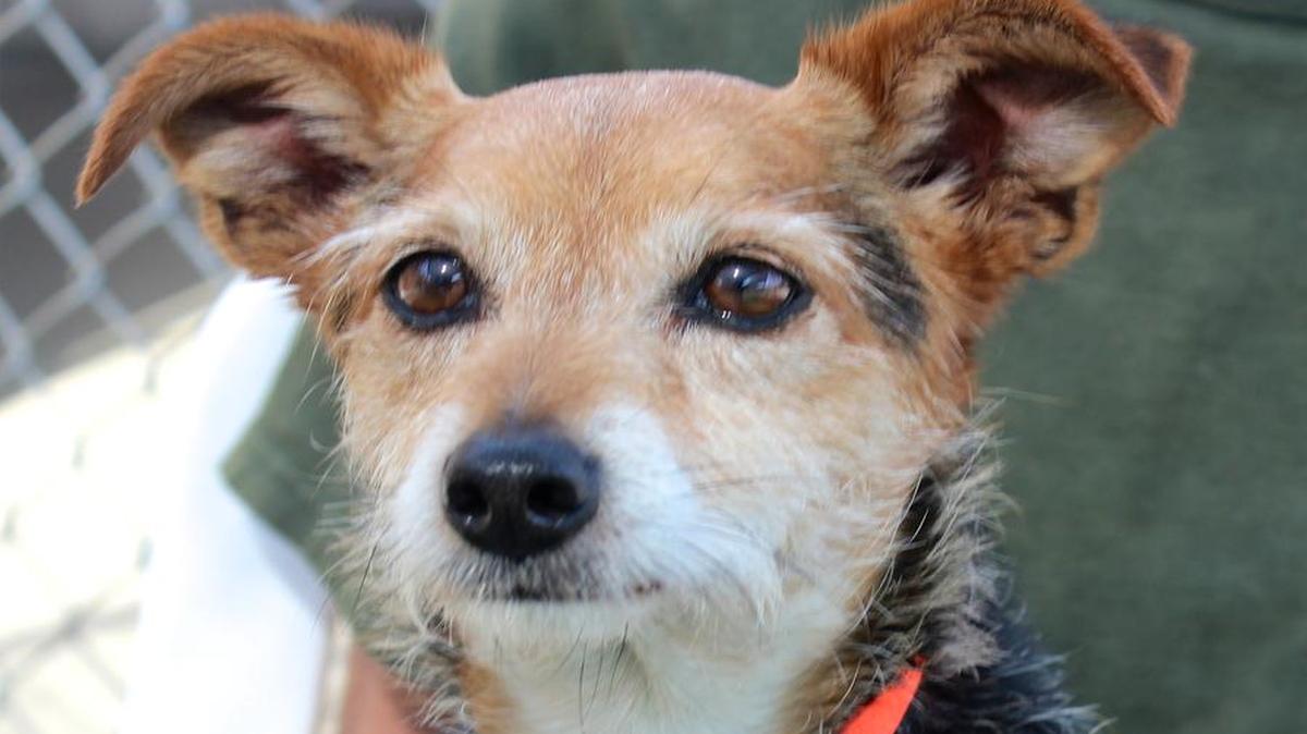 Sherman, a 9-year-old Parson Russell Terrier, has a happy and affectionate nature.