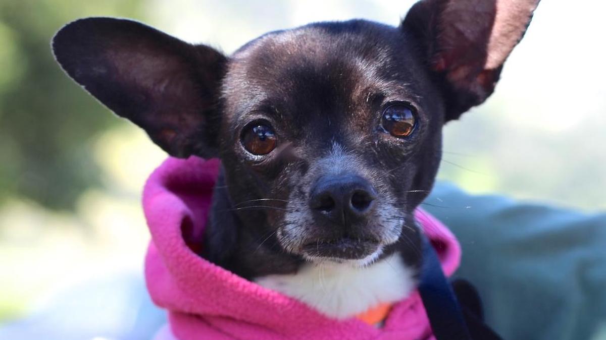 Diego, a 5-year-old Chihuahua, is available for adoption at the San Luis Obispo County Animal Services shelter.