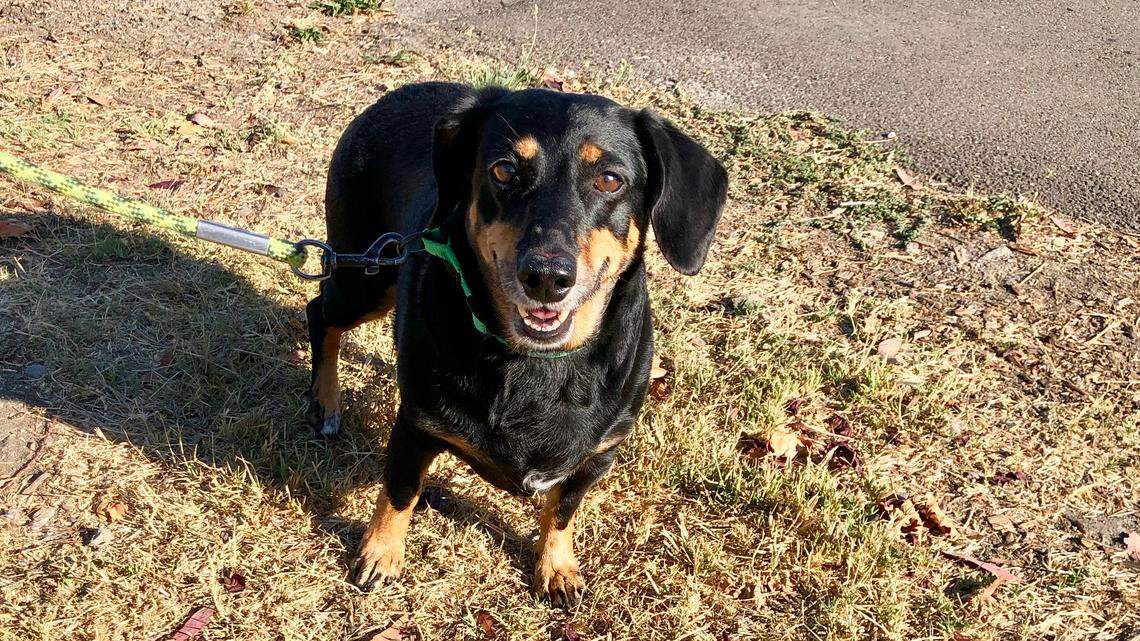 Princess the dachshund is great with pets and kids — and she needs a new home