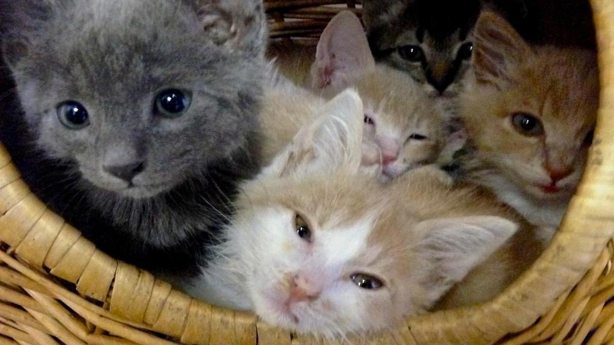The San Luis Obispo County Animal Services’ shelter is hosting an adoption special for kittens on Saturday.