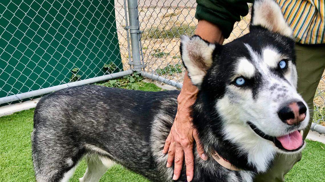 Steel the husky has ‘striking’ blue eyes — and he’s looking for a forever home