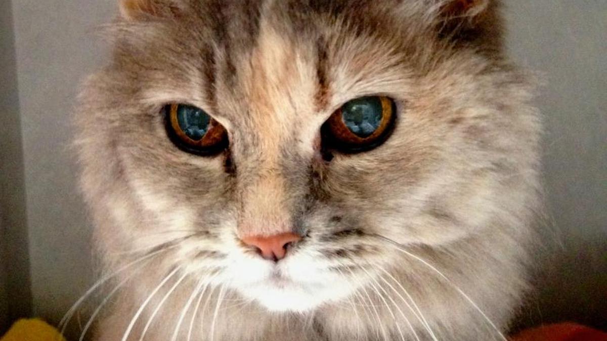 Curtie, a petite dilute tortoiseshell cat, waits for a family at the San Luis Obispo County Animal Services shelter.