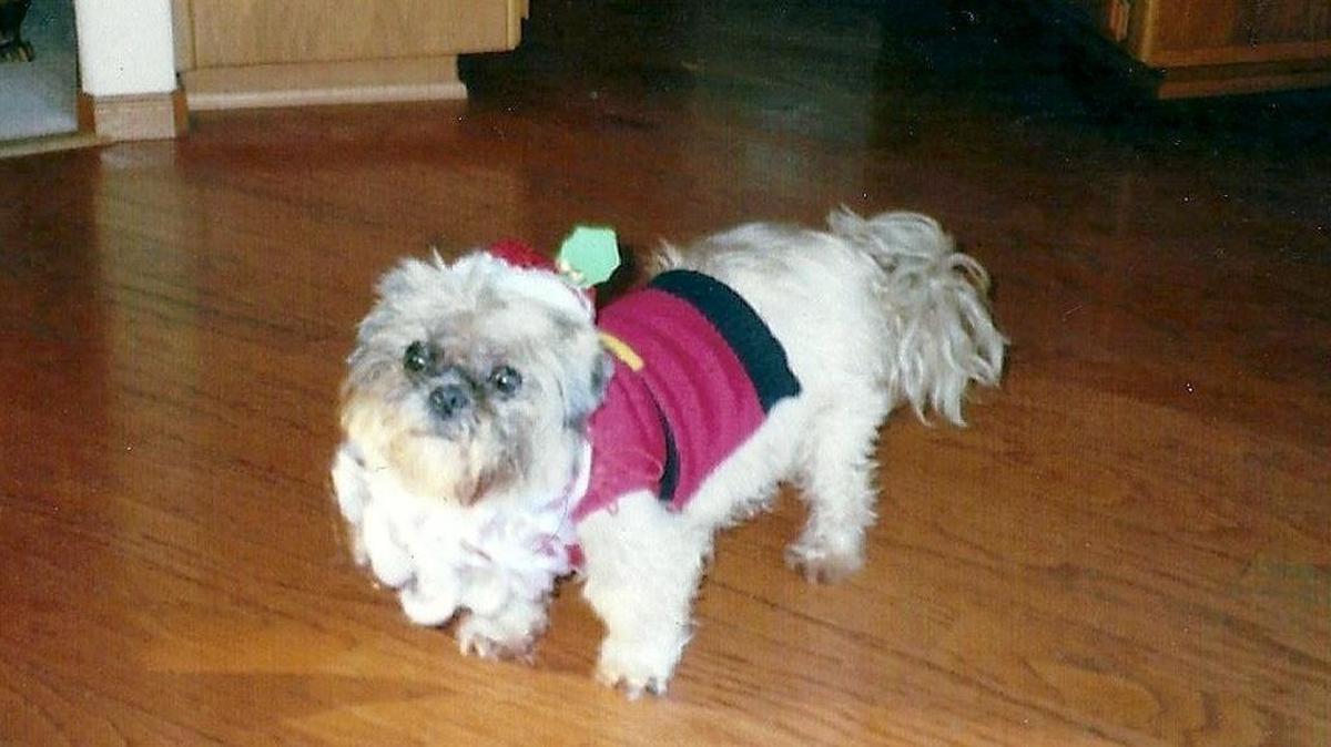 Toby won a ribbon for funniest costume at the Avila Beach Pet Parade in December 2014.