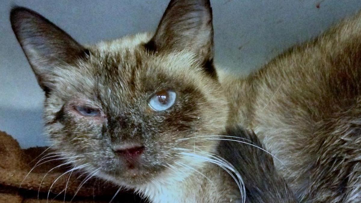 Honey, a 2-year-old blue point Siamese, arrived at the SLO County Animal Services’ shelter with an upper respiratory infection that laid her low.