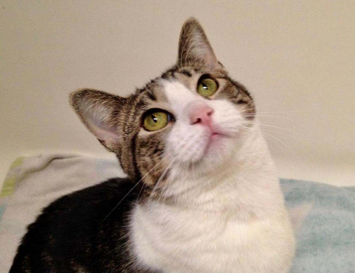 Sara is a friendly 8-month-old kitty who is available for adoption at the San Luis Obispo County Animal Services’ shelter.