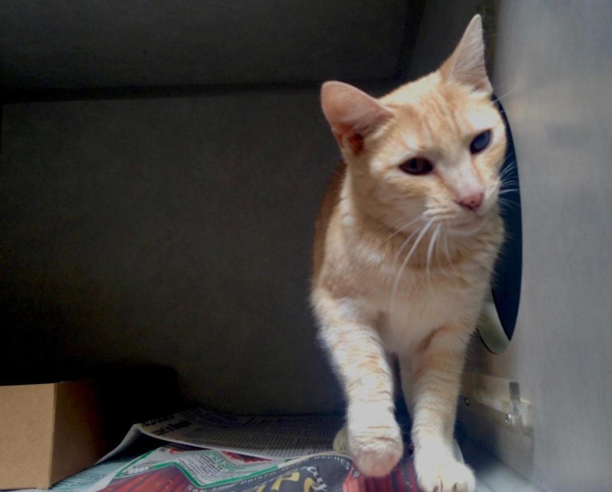 Sherbet is a friendly 7-year-old pale orange tabby with different colored eyes, a charming nature and unique beauty that’s all her own. She is available for adoption through San Luis Obispo County Animal Services.