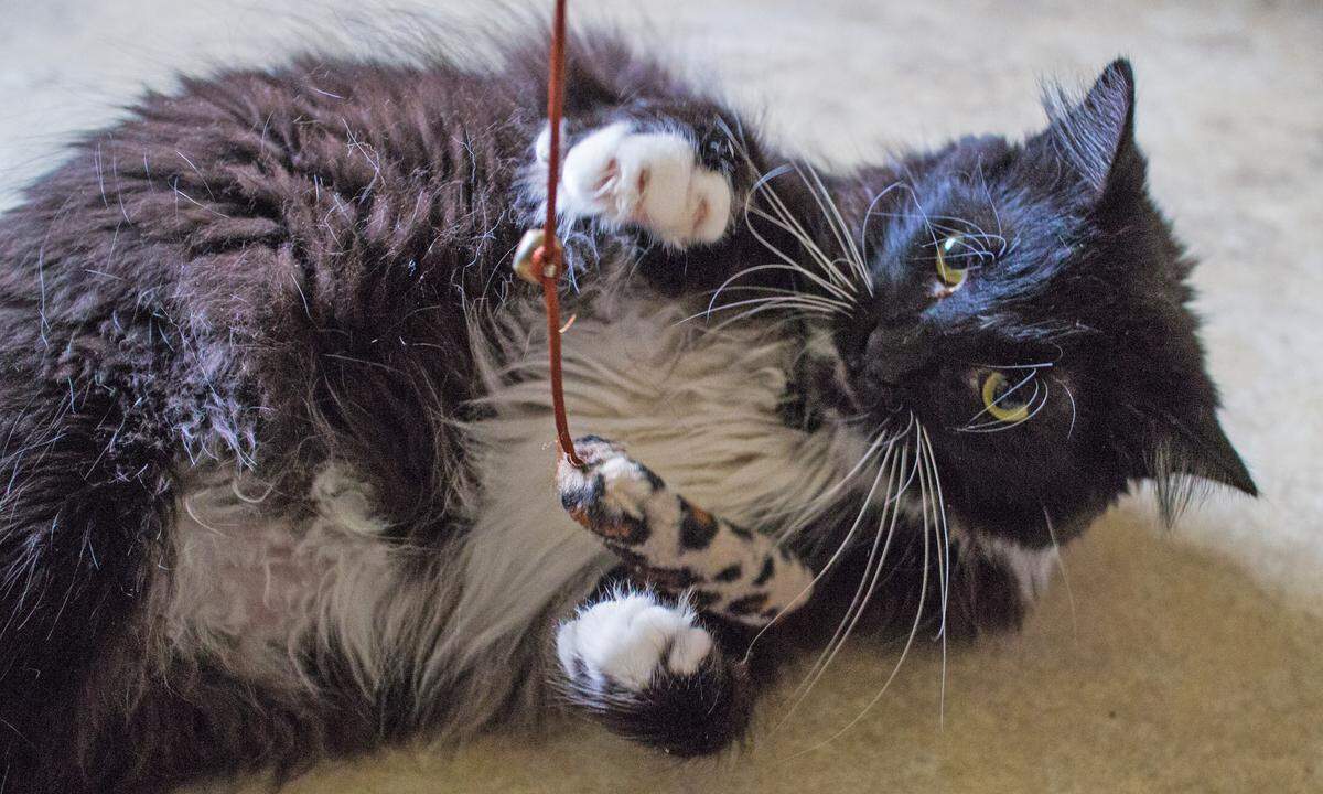 Edgar, an adult tuxedo cat, is available for adoption at the Homeless Animal Rescue Team shelter in Cambria, California.