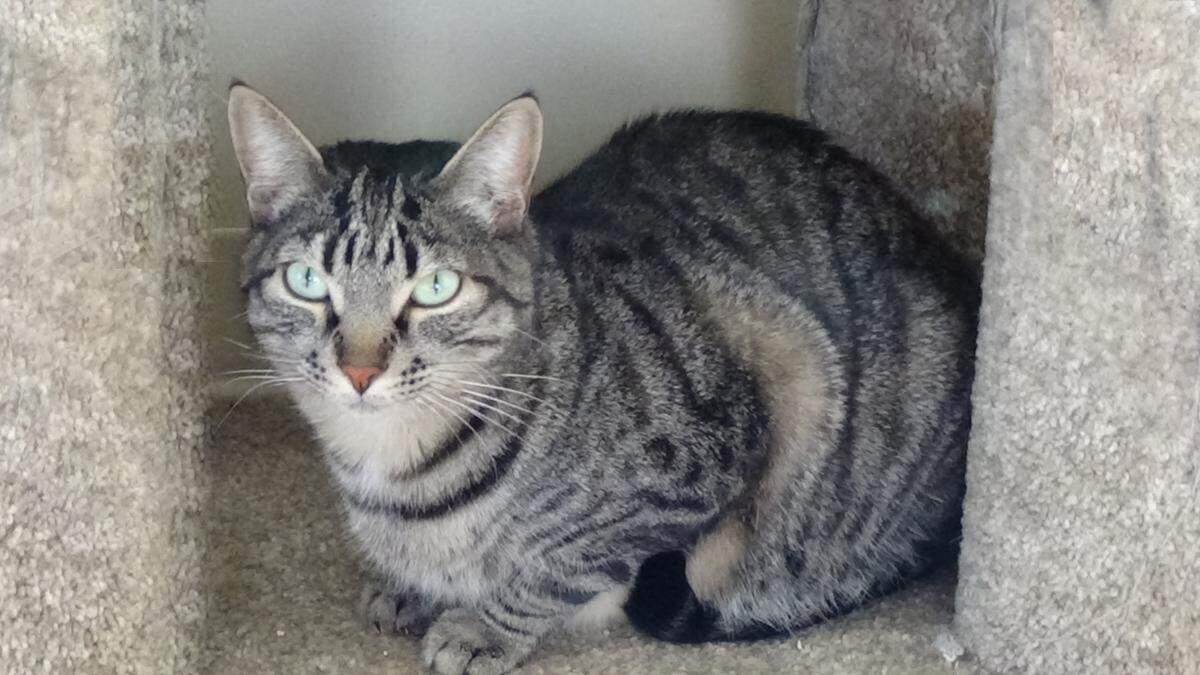 Ridley the adult cat is available for adoption at the Homeless Animal Rescue Team (HART) in Cambria.
