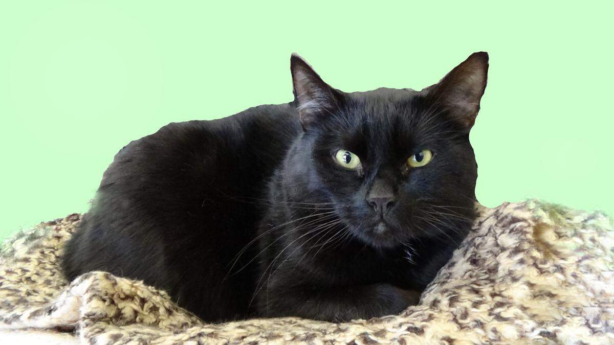 Leonardo, an adult male cat, is available for adoption at the Homeless Animal Rescue Team shelter in Cambria.