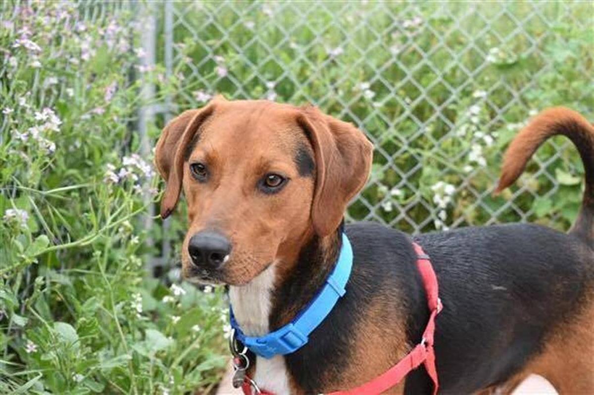 Dash the beagle is available for adoption at Woods Humane Society on Sunday.