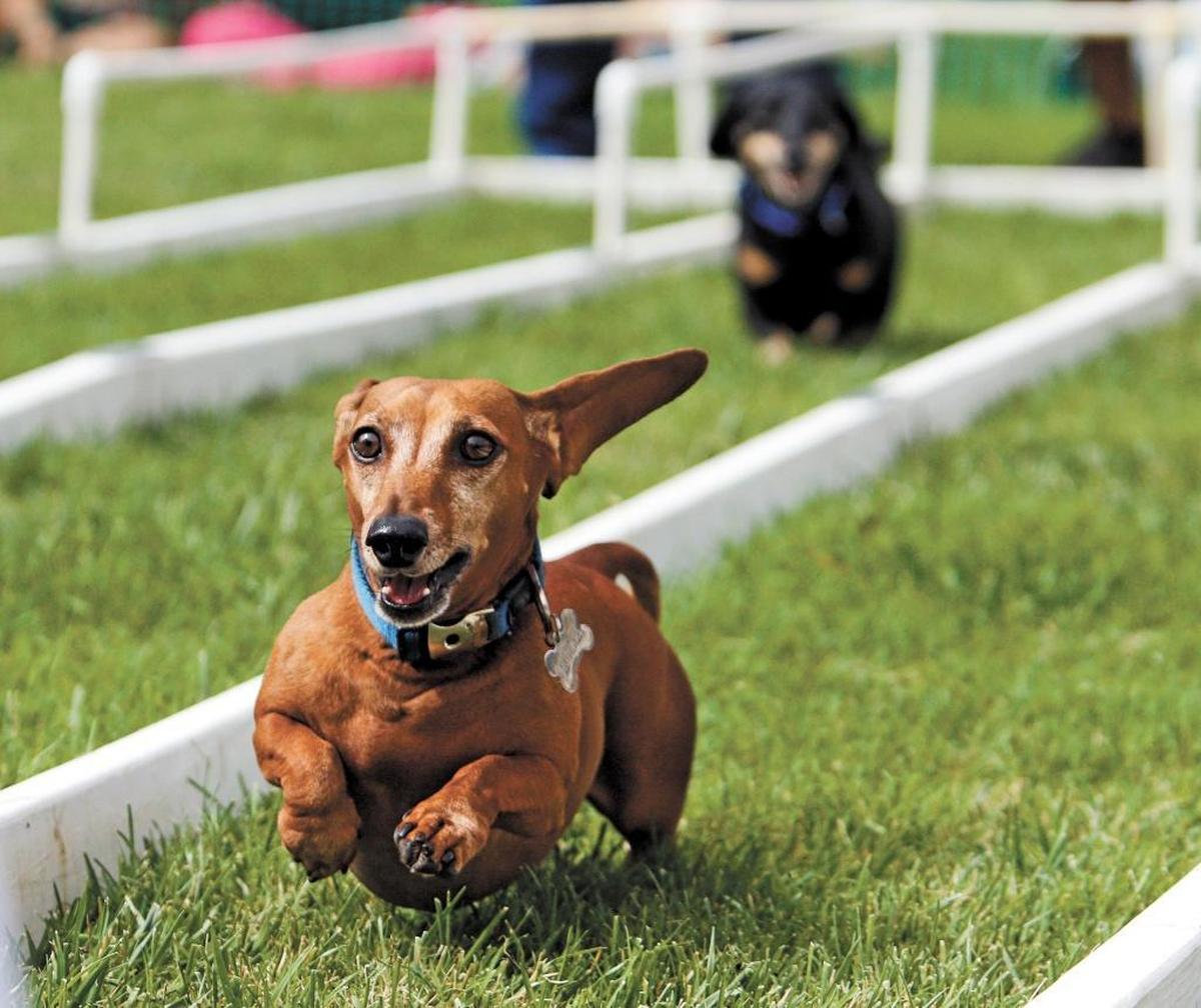 Bruiser speeds towards the finish as he competes in the Wiener Races during the 2015 Dogtoberfest at Atascadero’s Sunken Gardens.