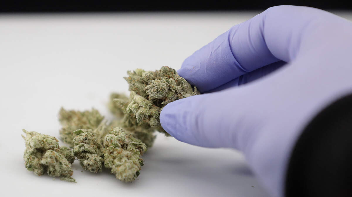 In this June 21, 2018, photo, laboratory manager Emily Savage demonstrates how she uses an instrument to photograph cannabis samples at CW Analytical Laboratories, in Oakland, Calif. (AP Photo/Jeff Chiu)