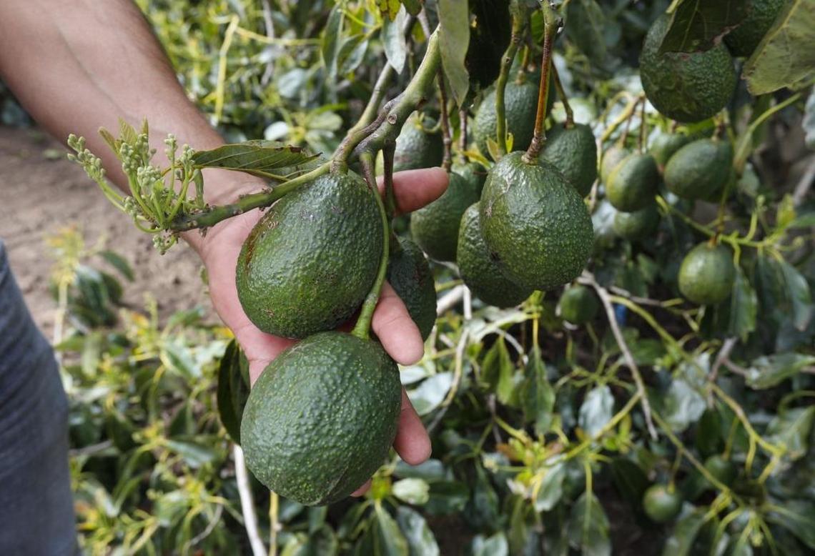 Isaac Popoca, ranch manager at Morro Ranch, says these Hass avocados will be at peak oil and flavor in the summer and early fall.