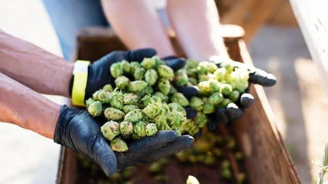 BarrelHouse Brewing Co. is one of several local breweries that are experimenting with growing their own hops.