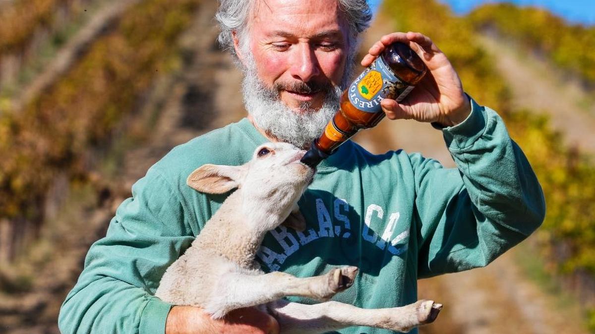 Beer bottles double as milk bottles at Tablas Creek Vineyard, where Gustavo Prieto feeds one of the baby lambs that is part of a herd of sheep — guarded by alpacas, donkeys, a llama — used to build healthy soil on its estate. After harvest, the animals are released back into the vineyard to eat, fertilize and till the soil.