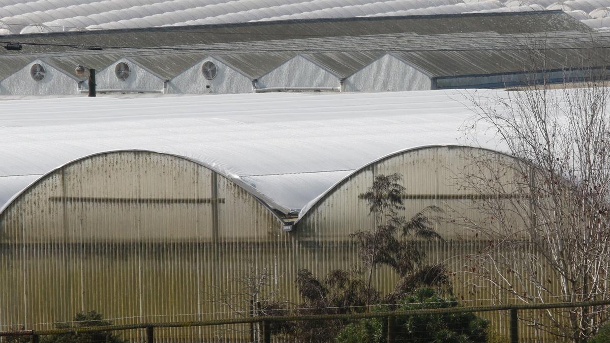 Eufloria Flowers in Nipomo produces 4 to 5 million rose stems a year in 350,000 square feet of greenhouses.