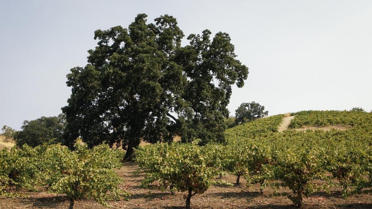 Oak trees grow amongst vines on Adelaida property.