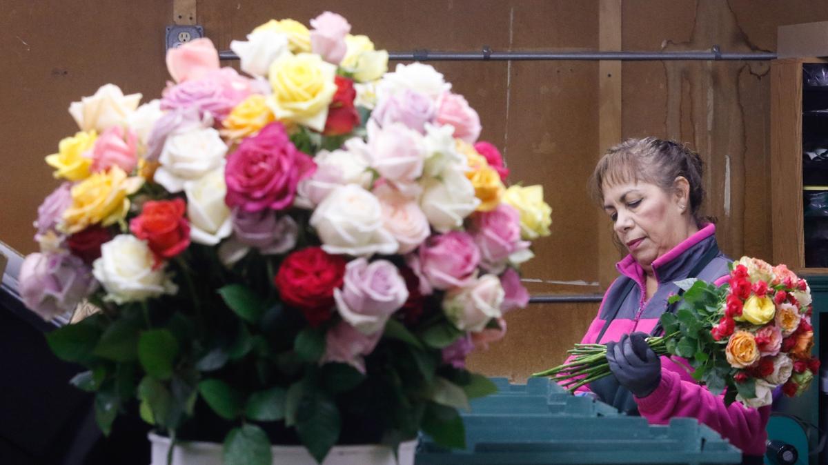 Silvia Balerio cuts stems and arranges flowers at Eufloria Flowers in Nipomo. The business specializes in premium cut roses.