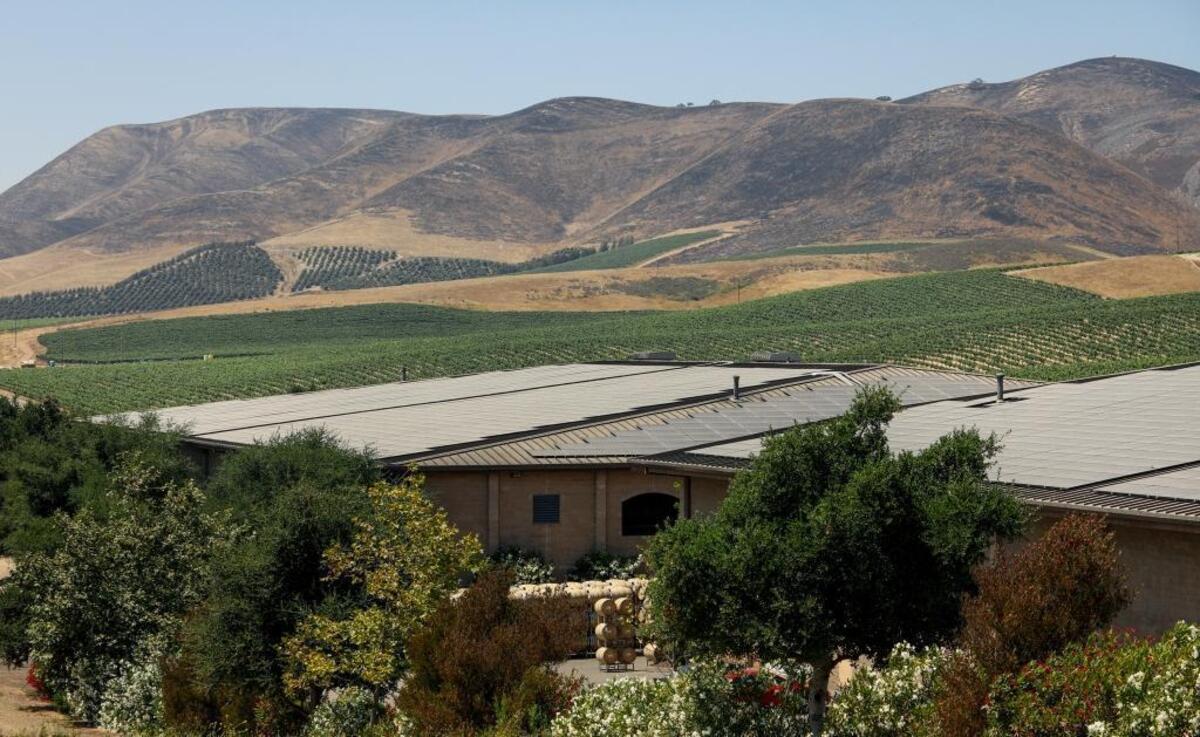 The recent Alamo Fire scorched hills close to vineyards. This photo was taken from Cambria Winery in Santa Maria.