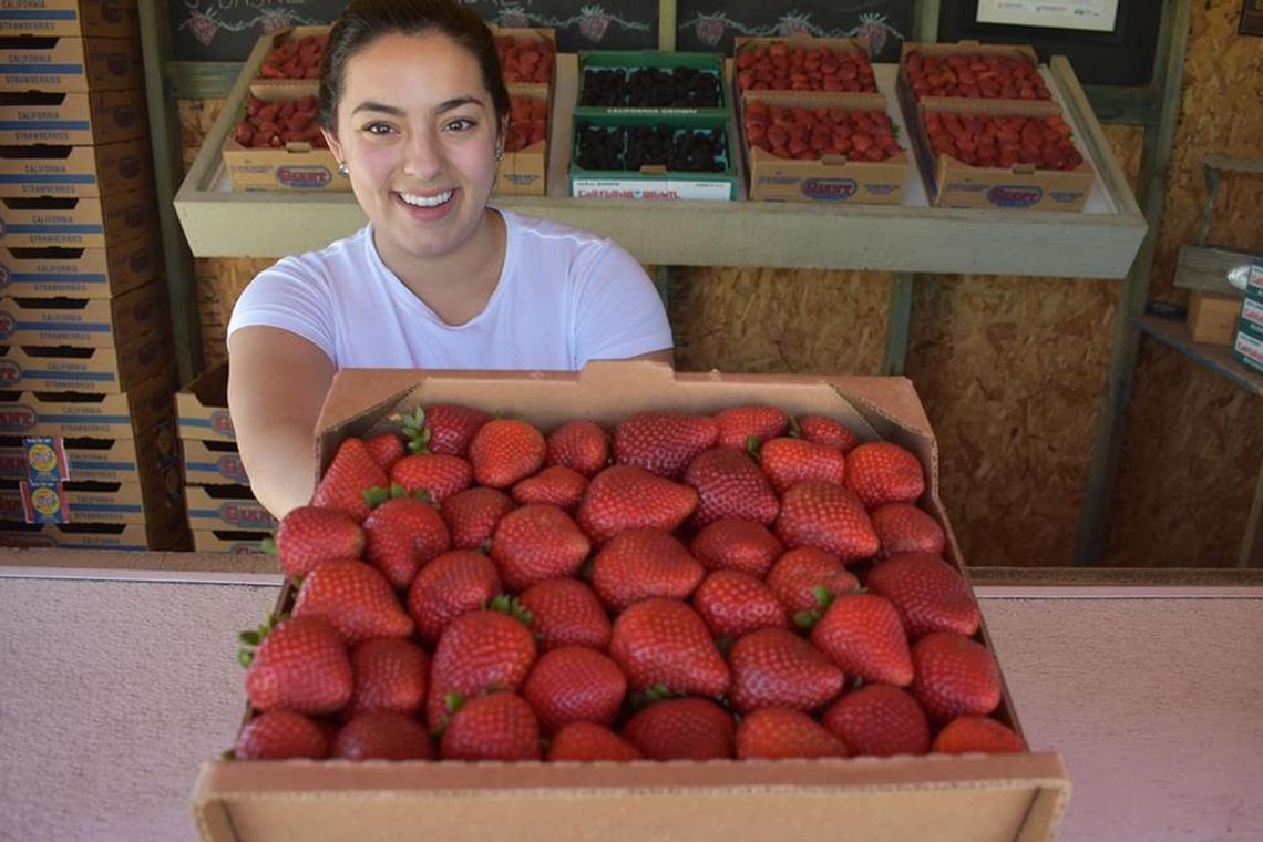 At California Giant’s The Berry Stop stand off Stowell Road in Santa Maria, Ale Ponce shows a half flat of strawberries for sale with many more available behind her. In 2016, strawberries were once again the top crop in Santa Barbara County.