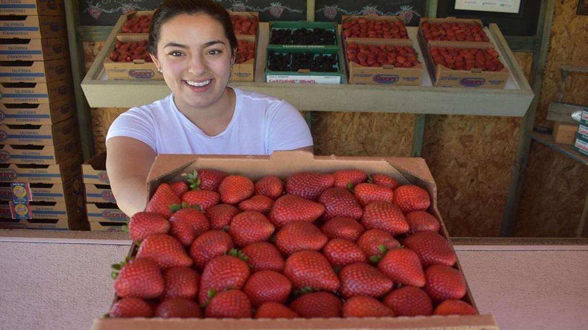 At California Giant’s The Berry Stop stand off Stowell Road in Santa Maria, Ale Ponce shows a half flat of strawberries for sale with many more available behind her. In 2016, strawberries were once again the top crop in Santa Barbara County.