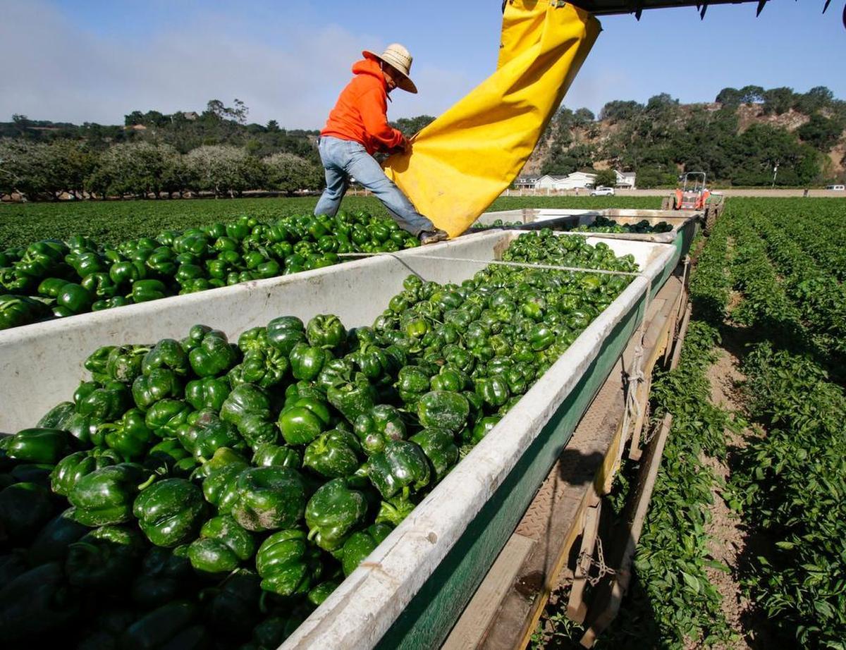 Farm workers at Talley Farms harvest bell peppers.