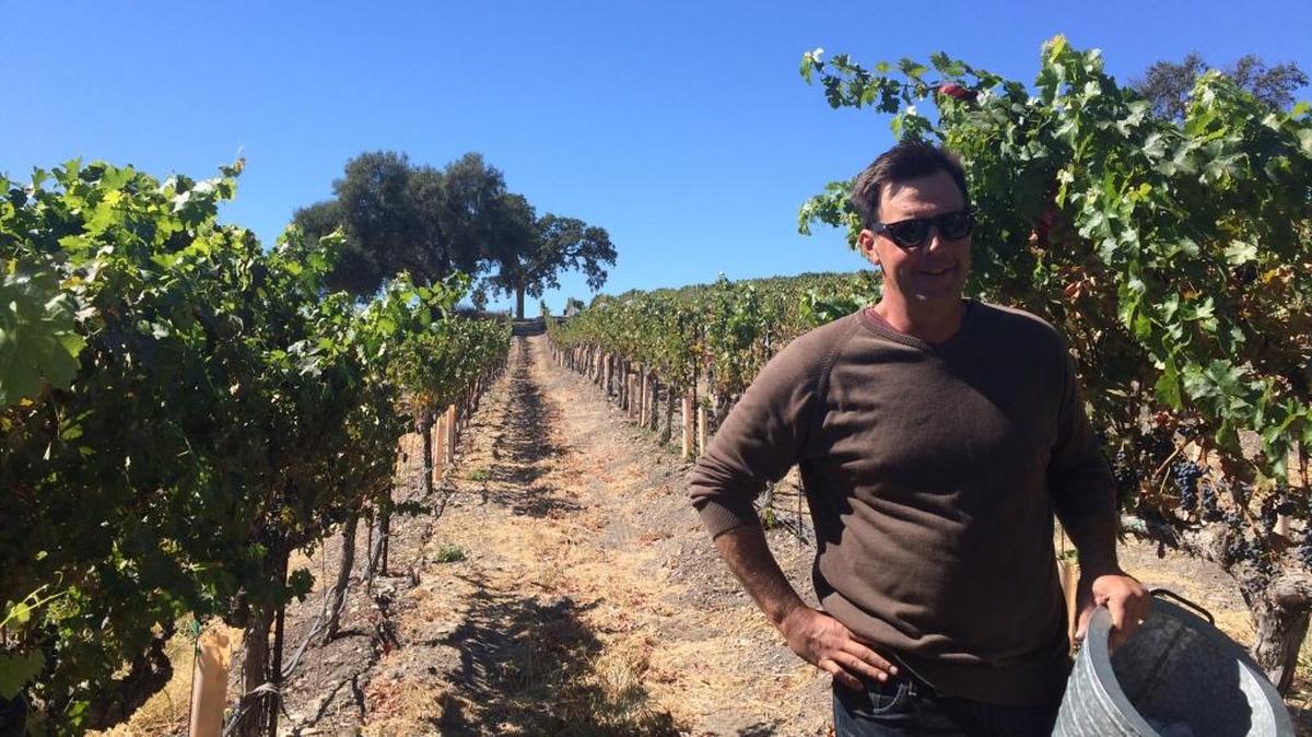 Barton Family Wines/Grey Wolf Cellars vintner Joe Barton says the cabernet sauvignon grapes behind him are the ripest they’ve ever gotten on the property.