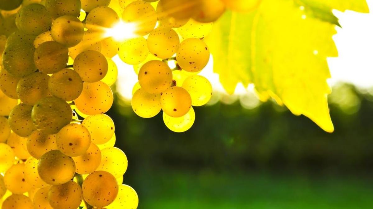 White wine grapes like chardonnay take on a yellow color when they ripen.
